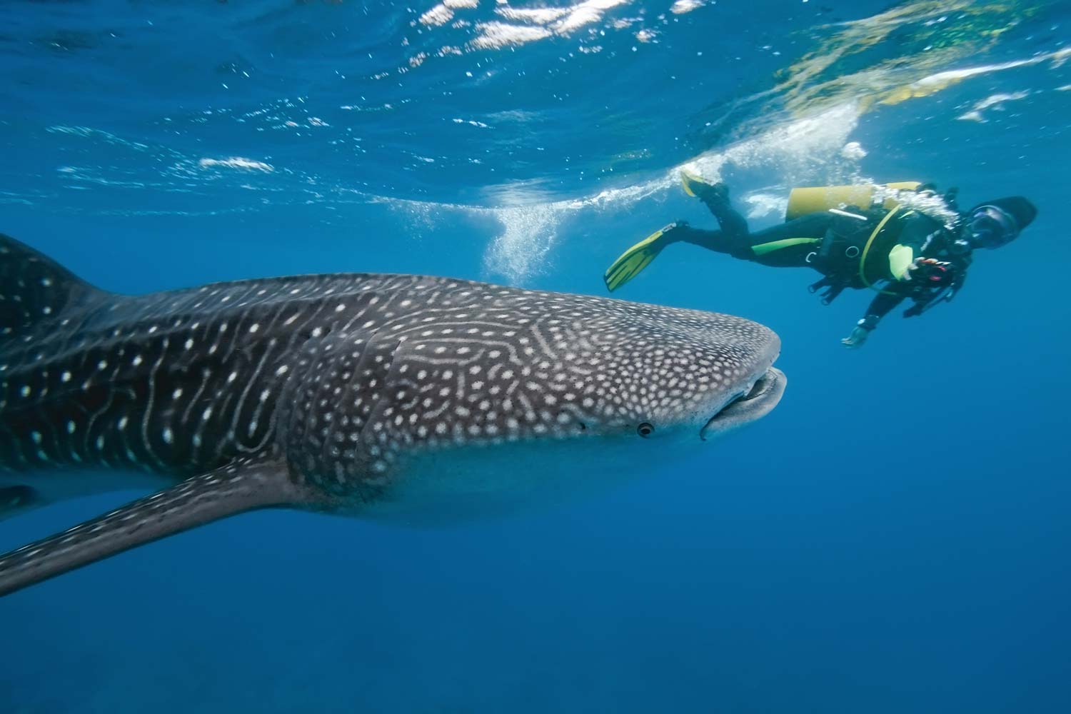 Nadar con tiburones